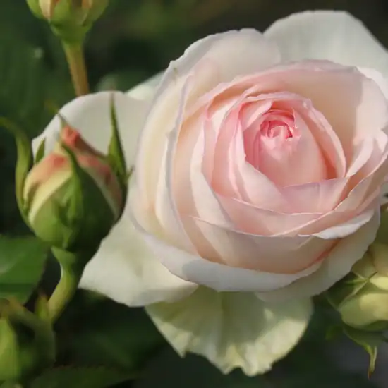 Rosa Palais Royal® - alb - trandafiri târâtori și cățărători, Climber